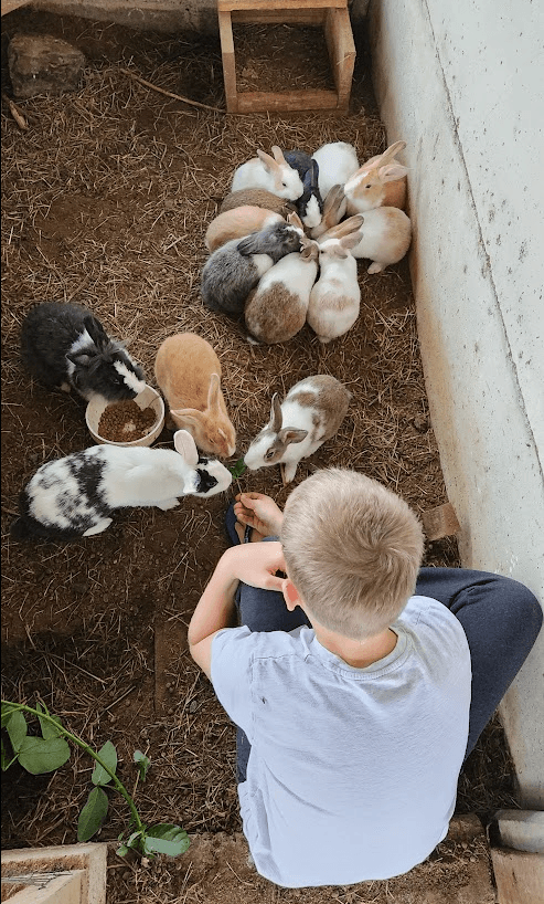 New friends at the farm stay — the bunnies were a bigger hit than the volcano