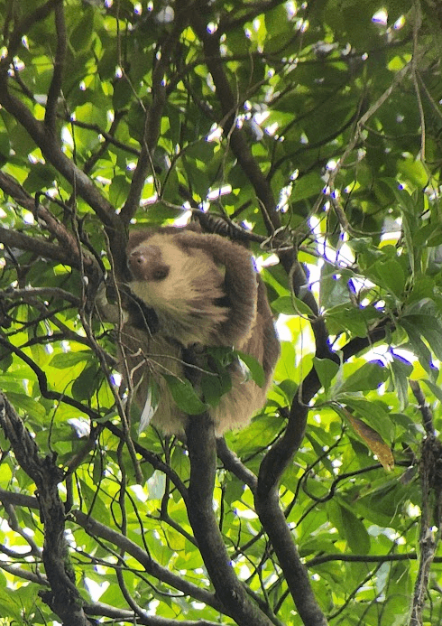 Spot the sloth — they're hiding in plain sight once you know what to look for